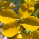 four bright yellow petals form the clover shape of the contra costa wallflower