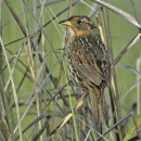 A sparrow--primarily gray and black with russet around the eyes--perches in tall marsh grass. 