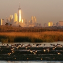 American Oystercatchers at dawn in Jamaica Bay