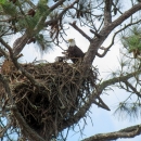 An adult bald perches on the edge of a large nest, watching over it's nestling 