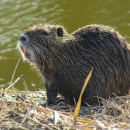 A large, wet, furry brown rodent standing on grassy land next to a body of water