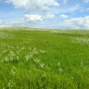 A beautiful green grassland with white flowers in bloom under a partly cloudy sky