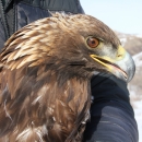 Head shot of Golden Eagle, raptor with brown feathers, yellow beak, brown eye