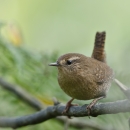 Small brown bird with long tail sits on a branch of a tree