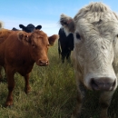 Cows examine the camera while standing in a grassland