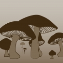 Illustration representing species of the family fungi