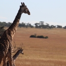 Giraffe and baby in Africa