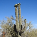 Saguaro cactus surrounded by other desert vegetation.