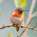 A small brown hummingbird with bright orange throat feathers sits on a branch.