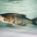 Underwater photo of a bighead carp in a tank with white background