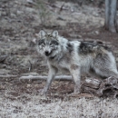 A Mexican wolf stands in the a wooded area