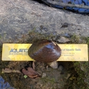 Canoe Creek Clubshell sitting on a 6 inch yellow ruler on a rock next to the creek.