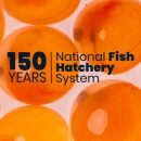 150 Years. National Fish Hatchery System.” in front of glossy orange eggs against a white background. 