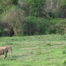 Asian Elephant in Thailand
