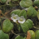 Small floating plant with round to oval-shaped leaves and white flowers