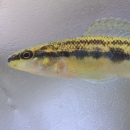 A slender small fish with rounded fins, yellow to dark brown stripes running horizontally across the top lateral half of its body. The lower half of its body is white.