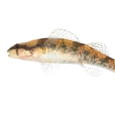 Small bodied fish with a blunt snout, rounded fins, three saddles, and a blotched mottled pattern along the sides of its body.