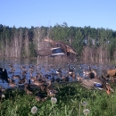 ducks and geese swim and fly around a wetland