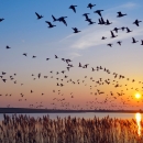 Waterfowl taking flight over a lake at sundown