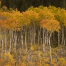 A stand of mature tall aspens in autumn orange color