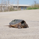 Common snapping turtle warming up on a paved road.