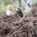 Bald eagle breeding pair in nest with chick