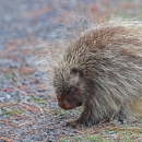 A small hairy animal sits on the ground