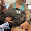 Large brown bird with tag reading "2A" is held by a woman while its face is held by another person as it receives care.