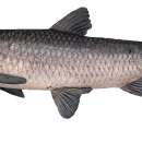 Photo of a black carp with white background