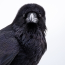 Common raven up close and looking at the camera with a white background
