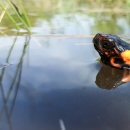 Federally Threatened Bog Turtle (Glyptemys muhlenbergii)