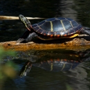 Painted turtle basks on a log partially submerged in murky waters. 