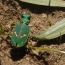 A close up of a shiny green beetle
