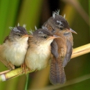 Three small gray-white-and-brown birds with disheveled feathers huddle together on a thin straw-like reed