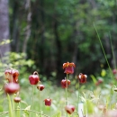 Mountain sweet pitcher plant patch in open bog area.