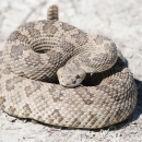 A snake is coiled and facing the viewer. 