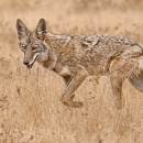 A coyote walks through a grassland.
