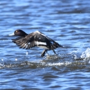 lesser scaup taking off from the water