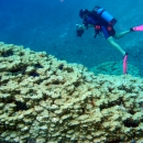 A diver explores the reefs of Rose Atoll. They have pink fins on with a blue scuba tank. They are holding a camera. The reef is beige and jagged. 