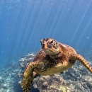 A green sea turtle swims along the bottom of the reef. 