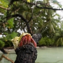 A hermit crab stand on the branch of a tree. Behind it is a lagoon on Palmyra.