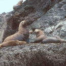 Steller's Sea Lions on a rocky shore