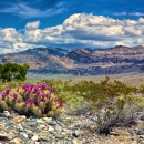 Hedgehog Cactus blooming with mountains in distance