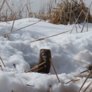 Mink in snow covered wetland, Fish Lake Waterfowl Production Area
