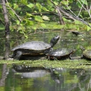 Four turtles, including painted and map turtles, sun on a submerged log among branches and duckweed