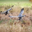 Two Sandhill cranes coming in for a landing