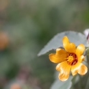 yellow-orange ilima flower