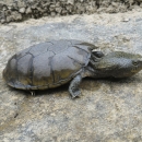 flattened musk turtle on a large rock