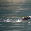A Tufted Puffin Takes Flight