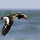 A dark bird with an orange bill and a white stripe in the wings flies in front of the ocean